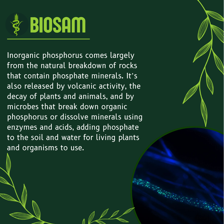 Where does inorganic phosphorus come from? 